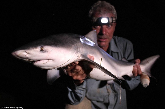 Cá mập ở Queensland Australia